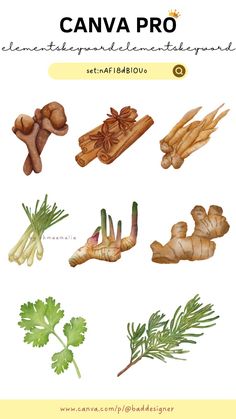 an illustrated guide to different types of vegetables and their roots, including carrots, parsley