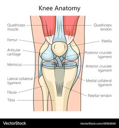 the knee anatomy with labels on it