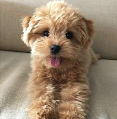 a small brown dog sitting on top of a couch with its tongue out and it's tongue hanging out