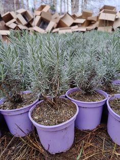 lavender plants are growing in purple pots on the ground