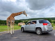 a giraffe standing next to a parked car in a parking lot with cloudy skies