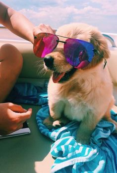 a dog wearing sunglasses sitting on the back of a boat while being petted by someone