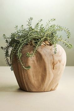 a potted plant sitting on top of a wooden vase filled with green leaves and twigs