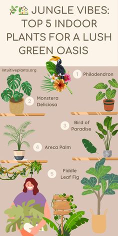 the top indoor plants for a lush green oasis - infographical poster with instructions on how to care for houseplants