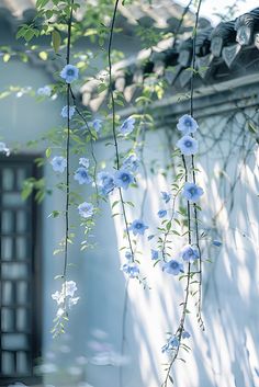 blue flowers hanging from the side of a white building with green leaves on it's branches