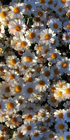 a bunch of white and yellow flowers in the sun