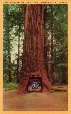 an image of a tv in the middle of a tree