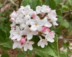 white and pink flowers with green leaves in the background