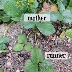 the names of plants that are growing in the dirt and dirt on the ground, with green leaves around them