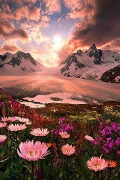 pink flowers in the foreground with mountains in the background