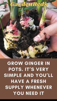 a hand holding up a plant with dirt on it and the words water well above it