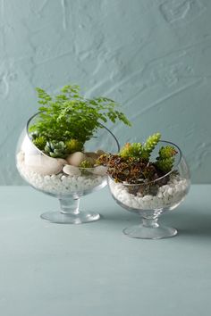 two glass vases filled with plants and rocks