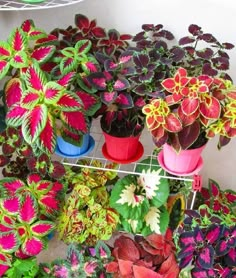 several potted plants are sitting on a shelf next to each other in different colors