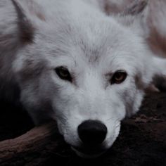 a close up of a white wolf laying on the ground