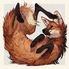 an image of two foxes playing with each other