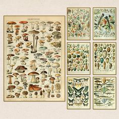 four different types of mushrooms are shown on the wall in this set of three prints