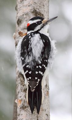 a black and white bird sitting on top of a tree branch in the snow with it's beak open