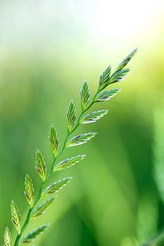 a close up view of a green plant with blurry background