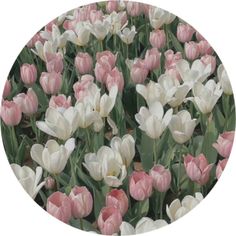 a bunch of pink and white tulips are in a circular frame on a white background