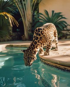 a leopard drinking water from a pool in front of some palm tree's,