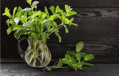 a glass vase filled with green plants on top of a wooden table