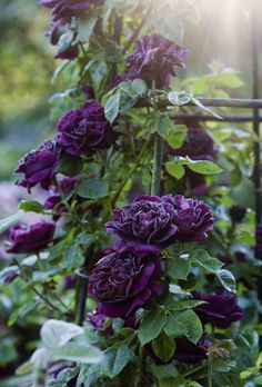 purple flowers growing on the side of a metal trellis in front of green leaves