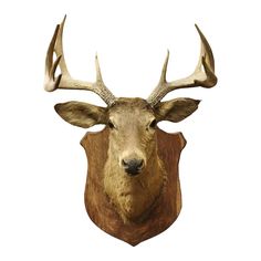 a deer's head mounted on the wall with antlers