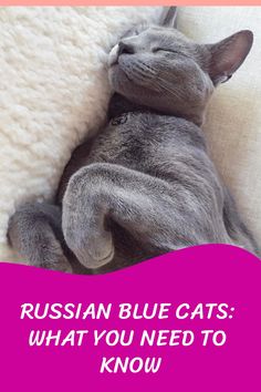 a gray cat sleeping on top of a white blanket with the caption russian blue cats what you need to know