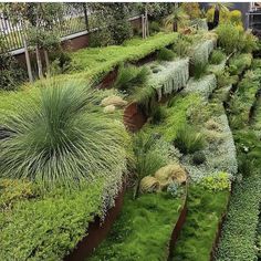 a garden filled with lots of green plants and grass growing on top of each other