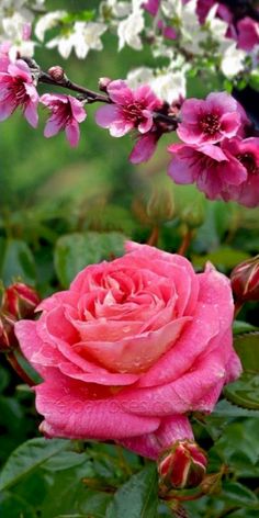 a pink rose is blooming in the garden