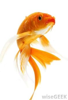 an orange and white fish is swimming in the water