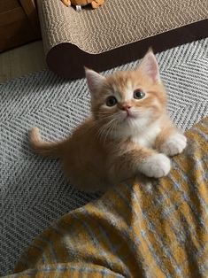 an orange and white kitten laying on top of a blanket