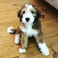 a brown and white dog sitting on top of a wooden floor