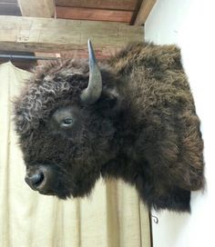 a stuffed bison head mounted to the side of a wall in front of a curtain