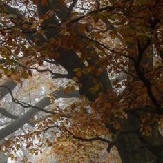 trees with yellow leaves and fog in the background on a fall day, looking up into the sky