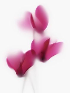 blurry photograph of pink flowers on white background