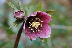 a pink flower with green leaves on it