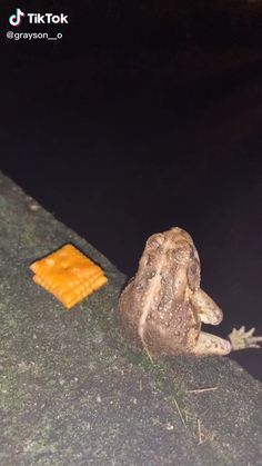 a frog sitting on the ground next to a cracker