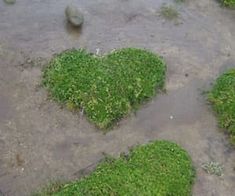 the grass is growing in the shape of hearts