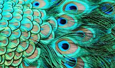 the feathers of a peacock are multicolored with blue and green colors on it's feathers