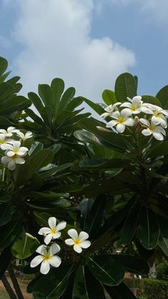 white and yellow flowers are growing on the tree