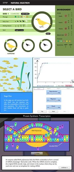 the different types of birds are shown in this graphic style, and each bird has its own