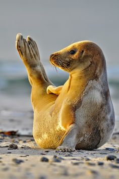 a sea lion sitting on the beach with its paws in the air and it's back legs up