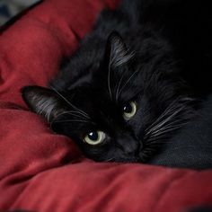 a black cat laying on top of a red blanket