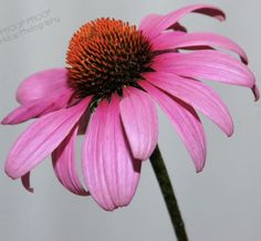 Echinacea Flower, Flower Reference, Flower Cones, Cone Flowers, Amaryllis Flowers, Flora Flowers, Flower Close Up, Pink Watercolor Flower