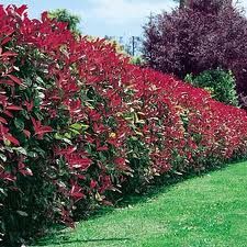 a hedge is lined with red flowers in the grass