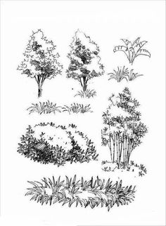 an ink drawing of trees and bushes