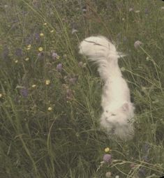 a white cat walking through tall grass and wildflowers in a field with purple flowers