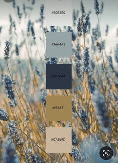 the color scheme is shown in shades of blue, brown and yellow with lavenders