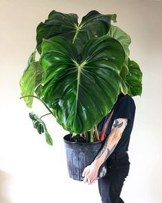 a person holding a potted plant with large leaves on it's head and arm